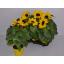product/img.floraplaza.nl/24402-12-LIVE_fotos-0xB607FE18D6467C37075C8AC6DF9A2ECCB9F764E9.jpg