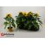 product/img.floraplaza.nl/24402-12-LIVE_fotos-0xDB5084DDF00369465EF2FF9545BD69EECD3EC20D.jpg