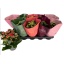product/img.floraplaza.nl/24509-12-LIVE_fotos-0x49B95E6B543CA42694FF6B6B6A40449655B4F0E0.jpg