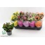 product/img.floraplaza.nl/24509-12-LIVE_fotos-0xBFC6412CE7F36A6AE1EC55480A9207078EFD6BAF.jpg