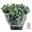 product/img.floraplaza.nl/24570-55-LIVE_fotos-0x088CD8FA16FD1CDA36BF2ACA921EE5C1F29CAEB0.jpg