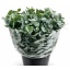 product/img.floraplaza.nl/24570-55-LIVE_fotos-0x81C244A0CB50E3318CD40D88D79ECAAE7FCE91CD.jpg