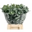 product/img.floraplaza.nl/24570-55-LIVE_fotos-0x8D6D46FB59D9DA0A3DCBED66BCB10365B17BF671.jpg