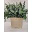 product/img.floraplaza.nl/24570-70-ASSORTI_fotos-MVA-Cinerea zuid afrika.jpg