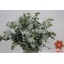 product/img.floraplaza.nl/24570-70-ASSORTI_fotos-Magnet-Blad eucalyptus cinerea 200gr.jpg