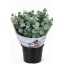product/img.floraplaza.nl/24570-70-LIVE_fotos-0x09B3CB59C63AED0868E725F68F7879D5132C020E.jpg