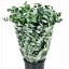 product/img.floraplaza.nl/24570-70-LIVE_fotos-0x122C31FEFAB102BE5C5105A02DD36A69EAD163B9.jpg