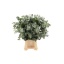product/img.floraplaza.nl/24570-70-LIVE_fotos-0x24B6ED300DDB6BA9E1C91E2E24F332497F0B8F20.jpg