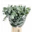 product/img.floraplaza.nl/24570-70-LIVE_fotos-0x7C62F37119F31205BFDF0B0E943B1538C9C436CE.jpg