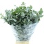 product/img.floraplaza.nl/24570-70-LIVE_fotos-0xBAA84E01F44F93A19213B8B5E79BBBA3DF24B5D4.jpg