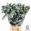 product/img.floraplaza.nl/24570-70-LIVE_fotos-0xBCEB8D6A445242D29037406E0C36160B4B46F86C.jpg