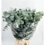 product/img.floraplaza.nl/24570-70-LIVE_fotos-0xE576D5F8072A3DEA81F27A42F707B4DE9EE992B9.jpg