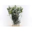 product/img.floraplaza.nl/24570-70-LIVE_fotos-0xE7A718FA998E26B5ED318CDD93ABBED0D18820F2.jpg
