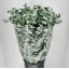 product/img.floraplaza.nl/24570-70-LIVE_fotos-0xEB1D0AB8D62FE6B7554FBBA93BF447D314B419EF.jpg