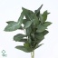 product/img.floraplaza.nl/24572-50-ART_Fotos-VBN-vbn24572.jpg