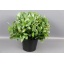 product/img.floraplaza.nl/24572-50-ASSORTI_fotos-COLORIGINZ-euca robusta.jpg