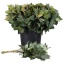product/img.floraplaza.nl/24572-55-LIVE_fotos-0x9D01EACE4CB3773DFE6D4D105232053CFABAA4B2.jpg