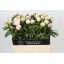 product/img.floraplaza.nl/246-60-LIVE_fotos-0x1115DE2E5D0CCDBCE69D63D47D23DED13938ABB3.jpg