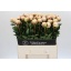 product/img.floraplaza.nl/246-60-LIVE_fotos-0x1343C23C8003B1268E3D1F7E9BADE2FFC3CDE37F.jpg