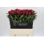 product/img.floraplaza.nl/246-60-LIVE_fotos-0x3DD3EAC1151EAC7151D3EAD35DD9DCC9E2BC5F7C.jpg