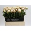 product/img.floraplaza.nl/246-60-LIVE_fotos-0x408EC52C3AA53358E71A9A5401FFBD1E98204E21.jpg
