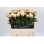 product/img.floraplaza.nl/246-60-LIVE_fotos-0x50EB76DD65BA05FBA78666470A7416A248E4FAAE.jpg