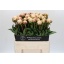 product/img.floraplaza.nl/246-60-LIVE_fotos-0xA29FACF4D3D1D8761F110FB59523E9EF1023AEA1.jpg