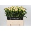 product/img.floraplaza.nl/246-60-LIVE_fotos-0xB192CBB1BFD381E6D888E23EF4D954A6EEE29D58.jpg