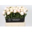 product/img.floraplaza.nl/246-60-LIVE_fotos-0xEA442A01C3EEA5EE41312F59BBA010707C33B1FD.jpg
