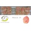 product/img.floraplaza.nl/24717-LIVE_fotos-0xA8D3CDFA95A26FC0D03440F22D9DCAE79AD97AE5.jpg