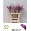 product/img.floraplaza.nl/24718-LIVE_fotos-0x45C1A22965EBD4BC8305E8A9F89D8940E2B52C0C.jpg