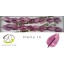 product/img.floraplaza.nl/24718-LIVE_fotos-0xD0D9B29D92A8BF81C674E0294135DB3406A3A29C.jpg