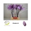 product/img.floraplaza.nl/24718-LIVE_fotos-0xDB178629115B0826D4650BA4F7F22A51E1334136.jpg
