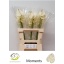 product/img.floraplaza.nl/24719-50-LIVE_fotos-0x9E2FC05EED35D41B08E7CF87F67DE75C8FB61F2E.jpg