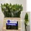 product/img.floraplaza.nl/2472-55-LIVE_fotos-0xB2EE457287EA113CA514A42A51B00B30CCF31E42.jpg