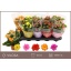 product/img.floraplaza.nl/24779-510-LIVE_fotos-0x10978B98D6E6C93692BF69BF008FFE64B2A9AA1C.jpg