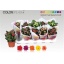 product/img.floraplaza.nl/24779-510-LIVE_fotos-0x641AB49B0EE67B1D2A4BFF8CA715C7653E0D3745.jpg