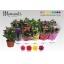 product/img.floraplaza.nl/24779-510-LIVE_fotos-0xBFAA9814F10BE08BED9735B00DA1C91AA45B80BC.jpg