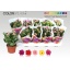 product/img.floraplaza.nl/24779-510-LIVE_fotos-0xC61D08EBFFC4B907E40C9FBF23E8A4C0C509F36C.jpg