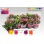 product/img.floraplaza.nl/24780-12-LIVE_fotos-0x82B052A5CF106FC3B374E503A168BEFA195923DE.jpg