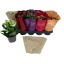 product/img.floraplaza.nl/24780-12-LIVE_fotos-0xCDB931DD3A4AE7DD3F91E018C7C1471D1DA44964.jpg