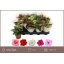 product/img.floraplaza.nl/24780-8-LIVE_fotos-0xA6DCD091BFB4219EE0D79C5EF1B78FA22B1BA9B3.jpg