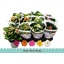 product/img.floraplaza.nl/24780-9-LIVE_fotos-0xFEBCCA495E3BA7B24DA1D912F459CB6B2BE1C64E.jpg