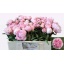 product/img.floraplaza.nl/2479-55-LIVE_fotos-0x2ACFD1AD1A8405BAA1529A48B42AA8DCE8D54CC5.jpg