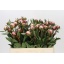 product/img.floraplaza.nl/2479-55-LIVE_fotos-0x4CFB765231BDE32E2004CA18DEBC5A73BF6A7307.jpg