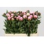 product/img.floraplaza.nl/2479-55-LIVE_fotos-0x7A918A723F7BD62680AAA391D86C414DF58D948C.jpg