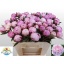 product/img.floraplaza.nl/2479-55-LIVE_fotos-0x7AAC1C641CEFC8592E7A461F03AAE16540EDB54F.jpg