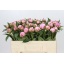 product/img.floraplaza.nl/2479-55-LIVE_fotos-0x82C0BBB4893DE3DB7FEF880DB136C9FAF7D1BFCB.jpg