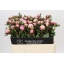 product/img.floraplaza.nl/2479-55-LIVE_fotos-0x95D7E3B75AE7CE039CD4E6D41B374189581C12EC.jpg