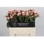 product/img.floraplaza.nl/2479-55-LIVE_fotos-0xB82CE98C15D4707389DDEA697524FCDC636B1DE9.jpg
